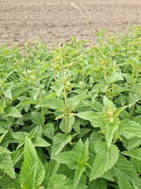 Arka plan olarak ısırgan otlarını yaklaş Urtica dioica