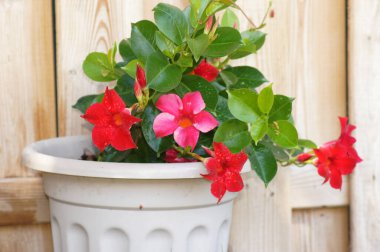 Kırmızı Mandevilla Dipladenia Tahta bir duvarın önündeki saksıda              