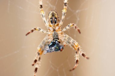 Bahçeye yakın örümcek Araneus ve ağda bir av.