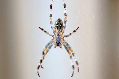 Bahçeye yakın örümcek Araneus ve ağda bir av.