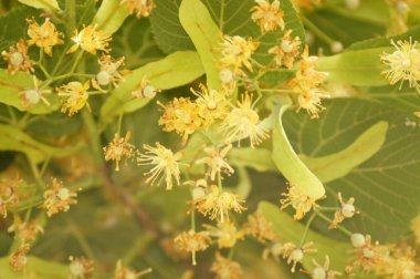 İlkbaharda ıhlamur ağacının yakın plan çiçekleri