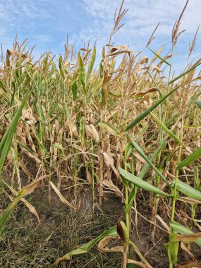 Tarlada kurutulmuş mısır.