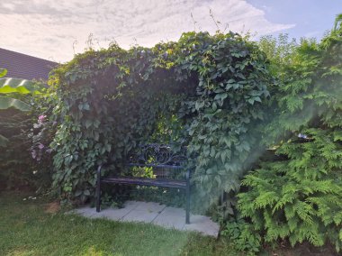 Vahşi şarabın altında rahat bir yer.