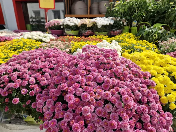 stock image Colorful chrysanthemums Chrysanthemum in late summer