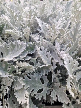 Gümüş yapraklı Senecio Sinerarya Fabrikasını kapat