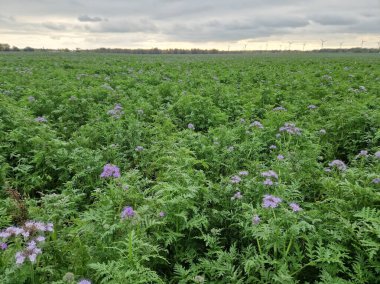 Tansy phacelia, Phacelia tanacetifolia, tomurcuklanan güzellik, tarımda tomurcuklanan çiçek