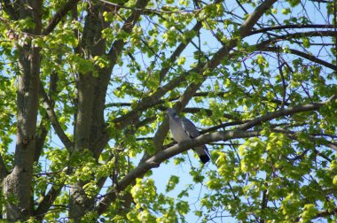 Baharda ıhlamur ağacında güvercin