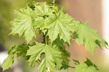 Akçaağaç yaprakları Acer platanoidleri