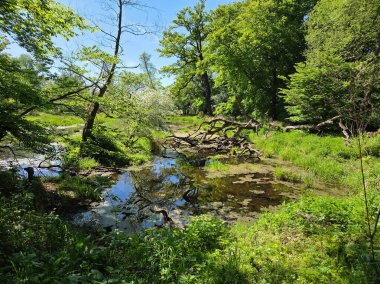 Tiergarten Dessau Rosslau, Saksonya-Anhalt, Almanya Mayıs 2025