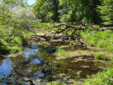 Tiergarten Dessau Rosslau, Saksonya-Anhalt, Almanya Mayıs 2025