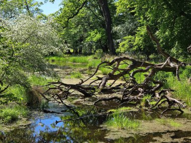 Tiergarten Dessau Rosslau, Saksonya-Anhalt, Almanya Mayıs 2025