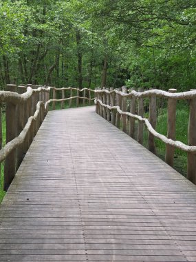 2025 yılında Brandenburg an der Havel, Almanya 'nın Ferch ormanındaki Rustik ahşap köprü.