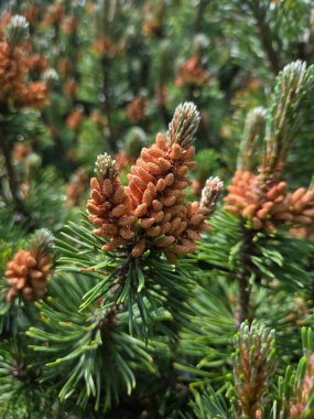 Pinus Uncinata Dağı 'na yakın çekim.
