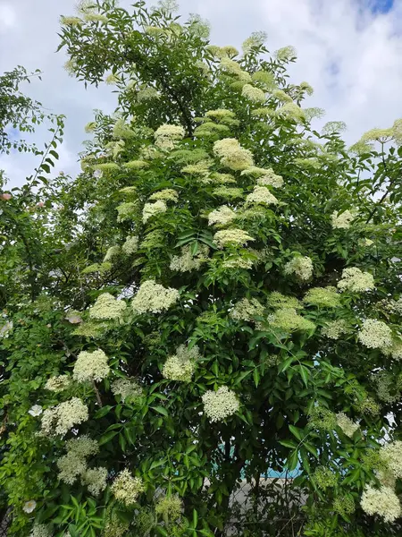 Mürver ağacının beyaz çiçekleri.