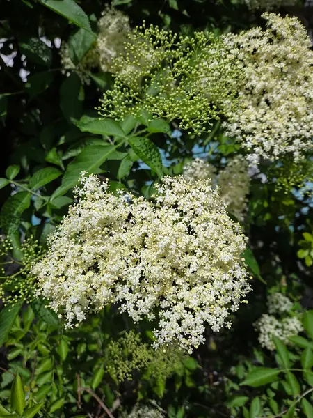 Mürver ağacının beyaz çiçekleri.
