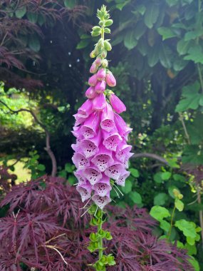 Yüksükotunun çiçeği Digitalis purpurea