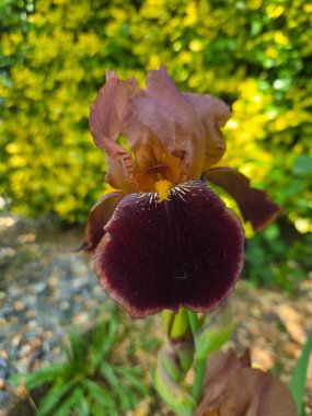 Bir iris Iridoideae çiçeği