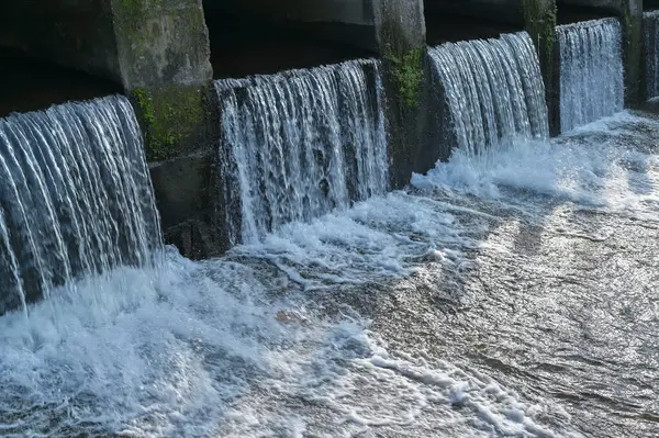 Bambu ağaçları, çakıl yolu arasındaki bahçe parkında sıra sıra diziliyorlar.