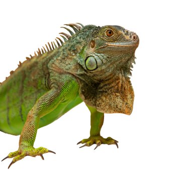 Güzel iguana baş görüntüsü beyaz düz arkaplan ile yakın çekim