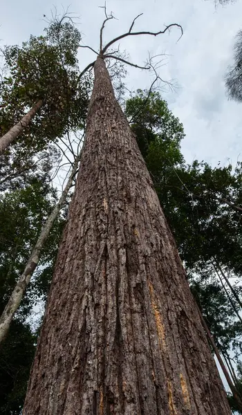 Bambu ağaçları, çakıl yolu arasındaki bahçe parkında sıra sıra diziliyorlar.