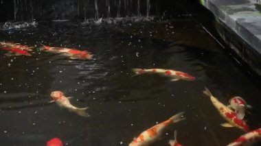 Koi balıkları arka planda yüzerler.