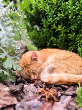 Kırmızı tekir kedi çiçek açan bir bahçede yatıyor.