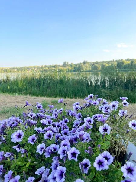 Purple Petunia on the river bank