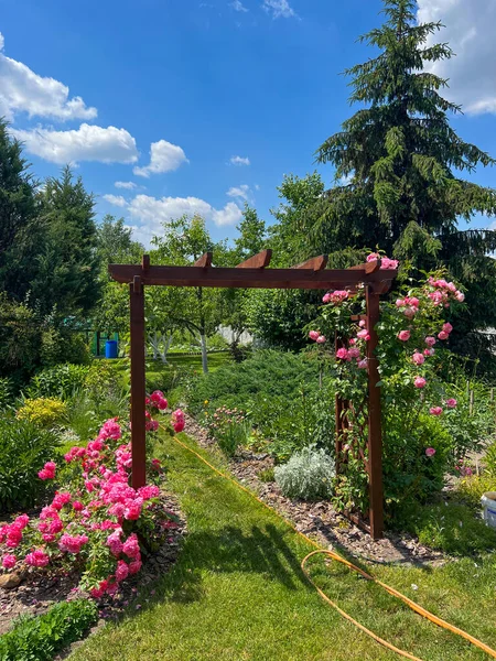 Rose garden with garden arch . Beautiful display of roses in a large garden setting. Country house and backyard with flowers and green lawn.