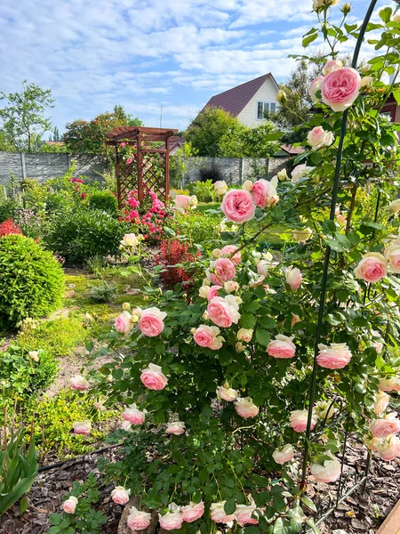 Rose garden. Beautiful display of roses in a large garden setting. Country house and backyard with flowers and green lawn.