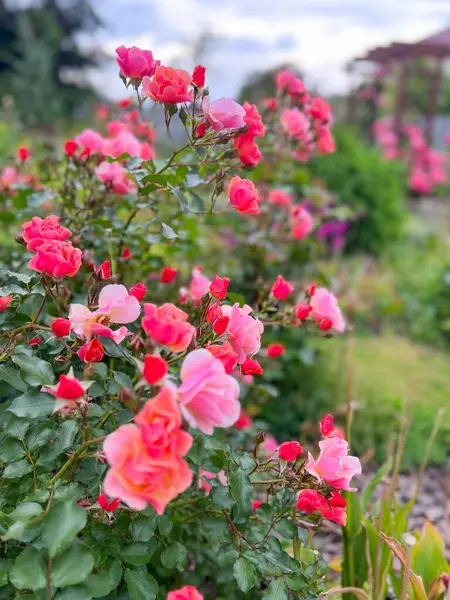 Roses in the garden. Beautiful display of roses in a large garden setting. Country house and backyard with flowers and green lawn.