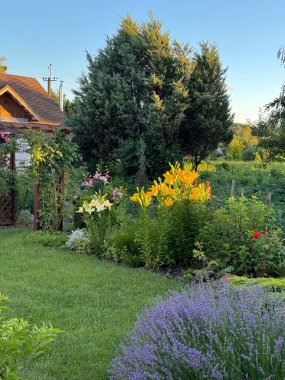 Yaz bahçesinde sarı zambaklara (Liliaceae) yakın çekim. 