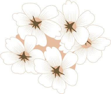 Kahverengi merkezli süslü beyaz çiçekler bir küme halinde dizilmiş..