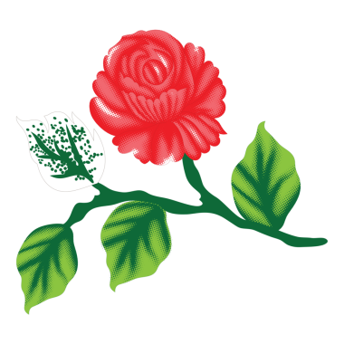 Yeşil yapraklı kırmızı gül, noktacı tasarımlı.