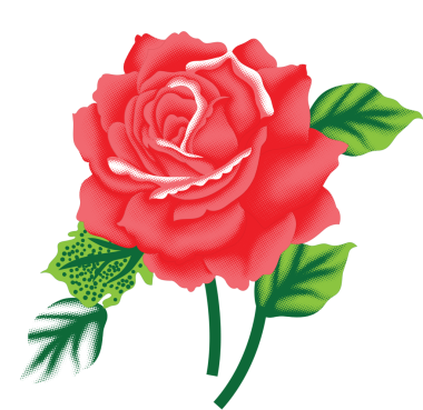 Yeşil yapraklı kırmızı gül, yarım tonda, siyah arka planda.