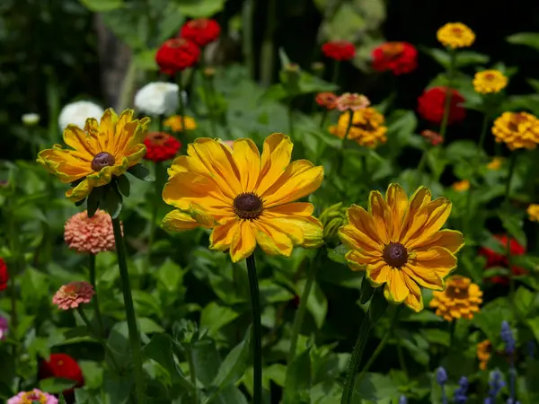 stock image Close up detail of Helianthusin the Flower Garden at Bouges