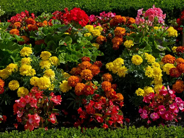 stock image Close up detail of Begonias and French Marigolds in the Flower Garden at Bouges