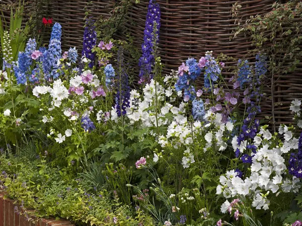 Stock image A colourful flower border with mixed planting  including white and pink lavatera, delphiniums against a wicker fence