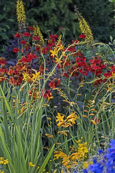 Stock image Close up of colourful flower border with Crocosmia Gold Fleece and a background of Heleniums