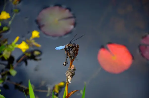 stock image Close up picture of a Broad-bodied Chaser Dragonfly Libellula depressa