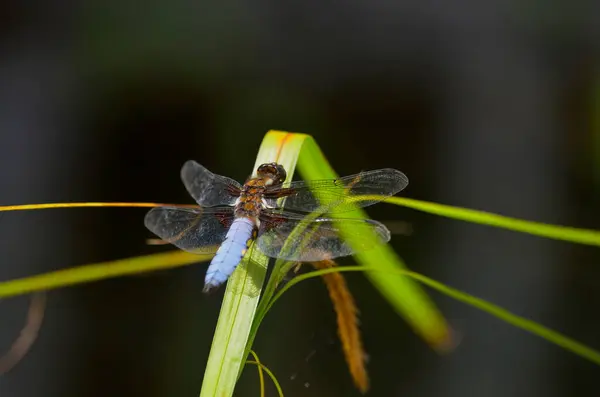 stock image Close up picture of a Broad-bodied Chaser Dragonfly Libellula depressa