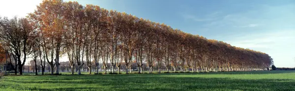 stock image An impressive avenue of Plane trees in Arles, Provence