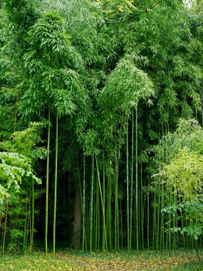 Bamboo Phyllostachys vivax 'Huanvenzhn' growing in a French garden clipart