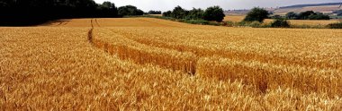 Close up of a ripe wheat field in the English countryside clipart