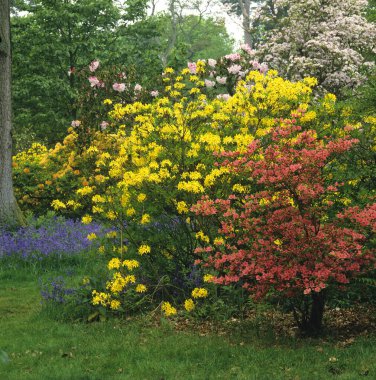 Colourful spring display of Kurume Azaleas at Leonardslee Gardens clipart