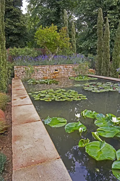 stock image An attractive water garden with water lilies in a woodland setting of Cyprus trees