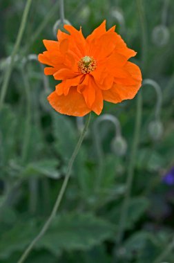 Close up of a Welsh poppy Meconopsis cambrica clipart