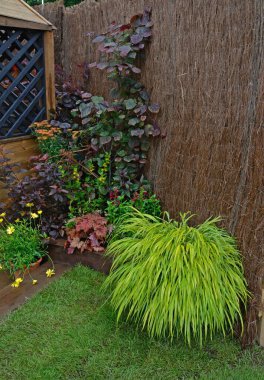 The variegated grass Hakonechloa macra 'Aureola' clipart