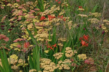 Close up of the exotic Crocosmia Lucifer and Achillea Paprika clipart