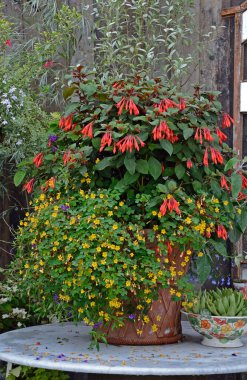 A container of flowering Fuchsias and decorated on reclamation furniture and accessories clipart