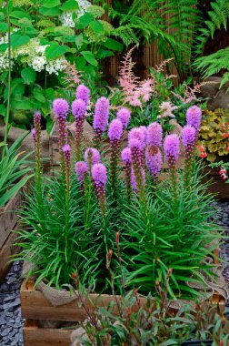 Liatris spicata flowering in a simple container clipart